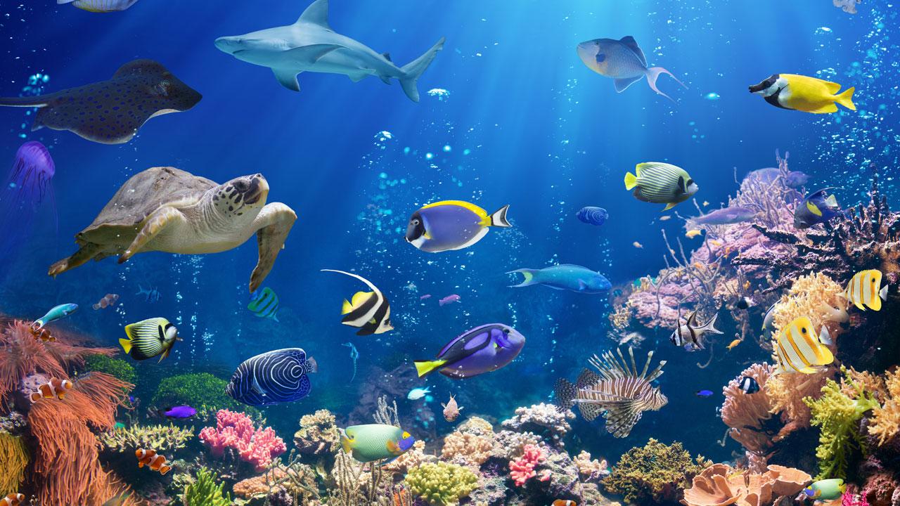 水下有珊瑚礁、五颜六色的鱼和海龟